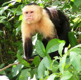 Wild capuchin monkey in Costa Rica